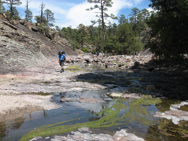 Increased Nitrogen causes algae bloom