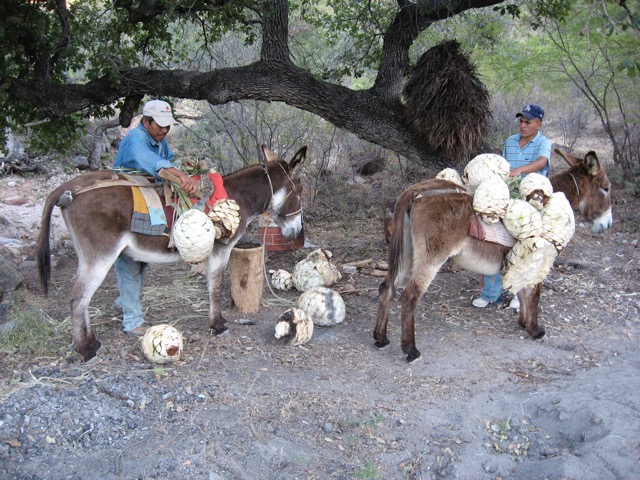 Select piñas are harvested. Palm fronds for keeping them clean are stacked ready for use.