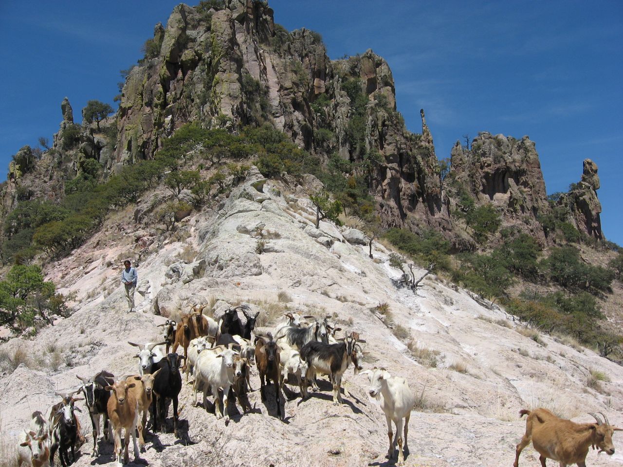 Copper Canyon Trails hikers meeting the locals on the goat walk.