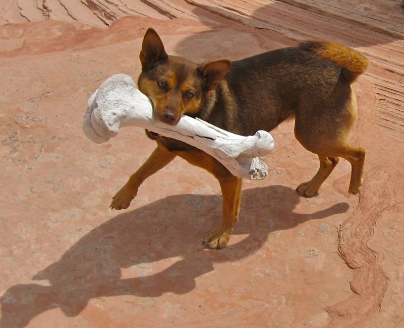 Remolino can't find a proper resting place for a bone in slickrock country.