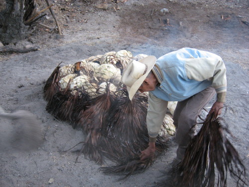 Diego's lead vaquero Cruz drapes wet palm fronds over the baking piñas.